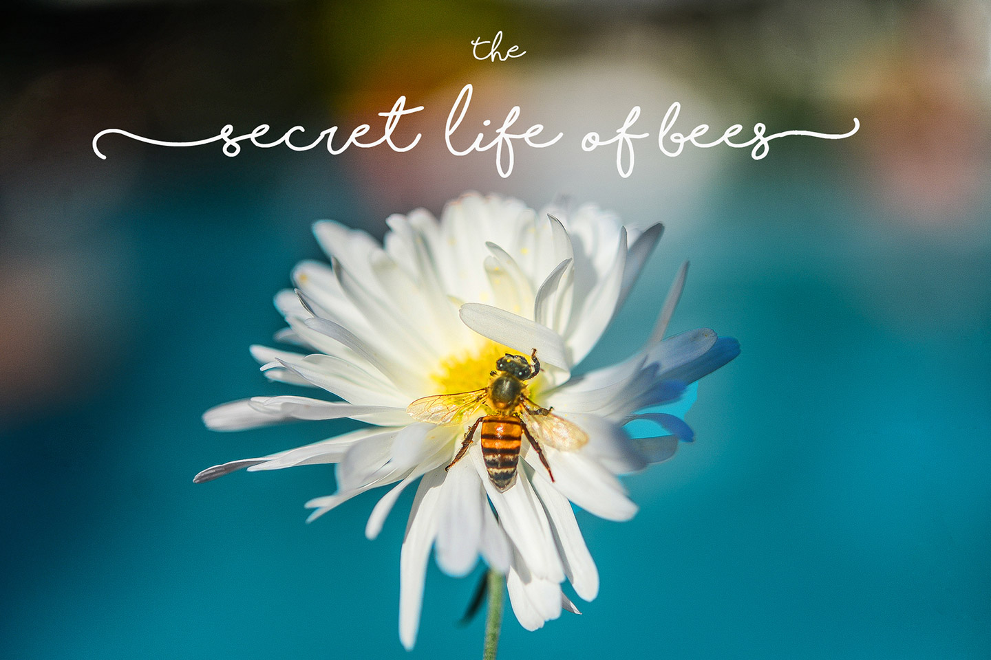 The secret life of bees