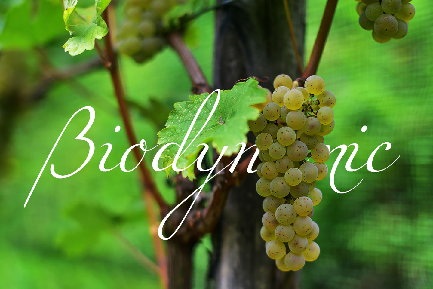 Biodynamic Wine