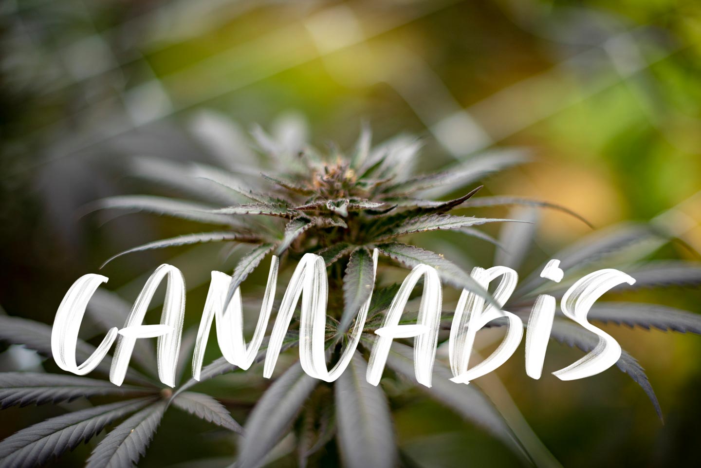 Cannabis: past, present and future
